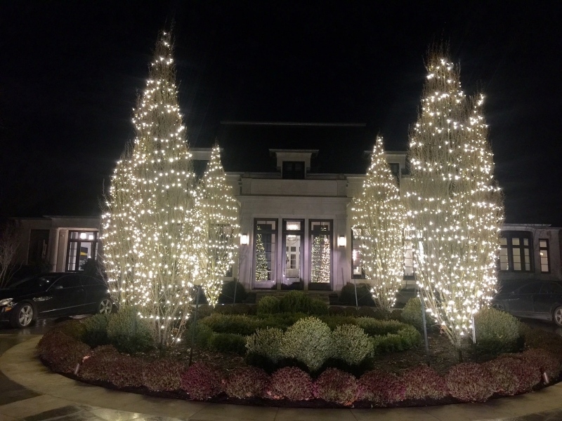 trees wrapped with christmas lights