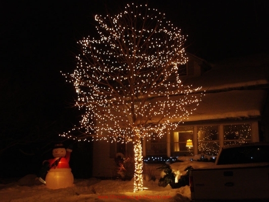 Trunk wrap and Spiral wrap Christmas lights on deciduous tree in Aurora