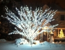 Cool White trunk and branch wrap in Etobicoke on Japanese Maple - Christmas
