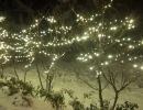 Young shrubs Spiral wrapped in warm white LED lights to protect fragile branches