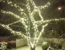 Trunk and branch wrap on crabapple tree warm white LED mini lights