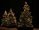 mini Led lights on spruce Christmas tree